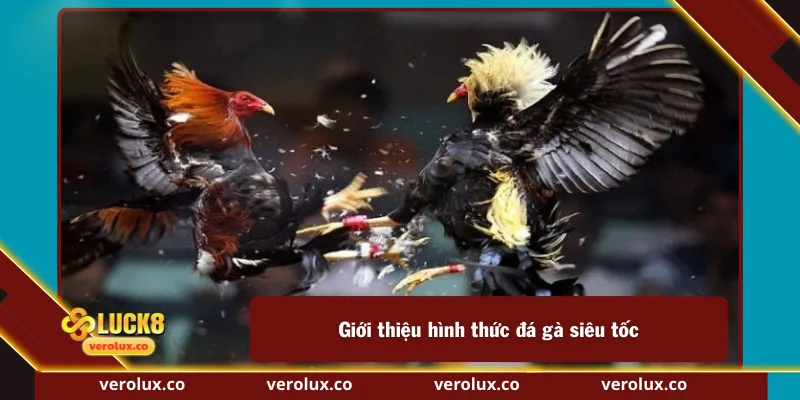 Giới thiệu hình thức đá gà siêu tốc